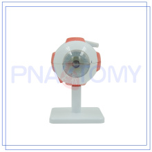 PNT-0661 logo personnalisé Anatomie eyelball modèle de haute qualité
